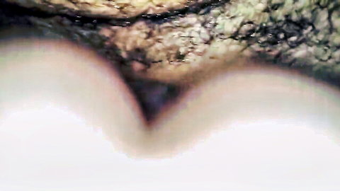 Close-up of woman using dildo to stretch anus for anal penetration