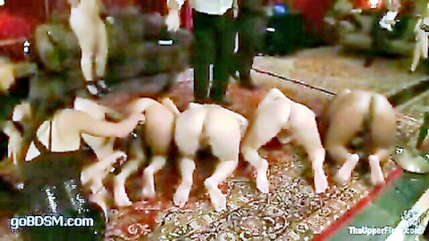 Lineup of naked women on all fours exposing bare asses and pussies for BDSM domination