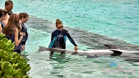 Kristina Bell in swimsuit swimming with dolphins in clear waters
