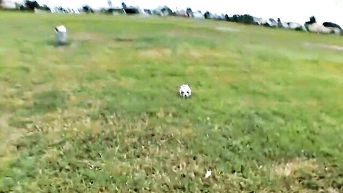 Layna Laurel in serene outdoor field with white dog and soccer ball