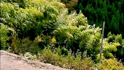 Naughty outdoor flasher in lush green woods, teasing exposure