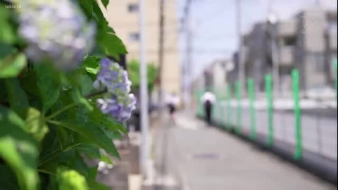 Hydrangea flowers along Japanese urban street path