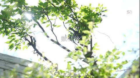 Sunny green tree leaves with Japanese text, JAV Out張マッサージ師 thumbnail