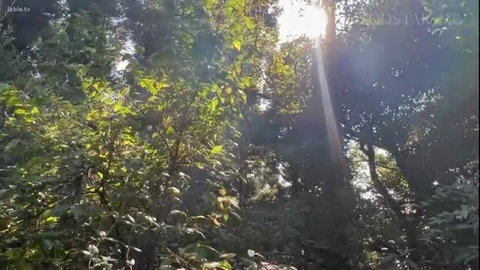 Sunlit tropical forest path with dense green trees and sunlight rays