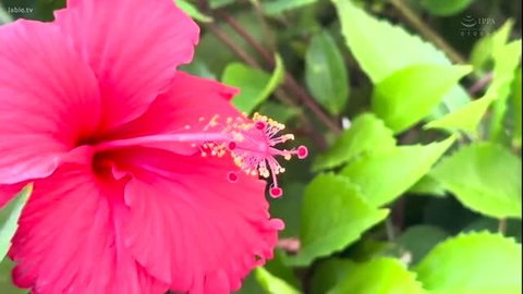 Vibrant pink hibiscus flower closeup, lush green leaves background