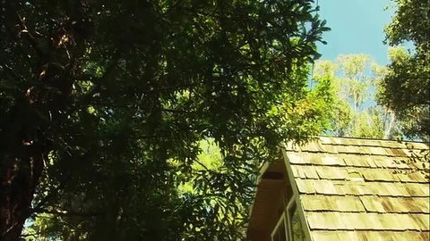 Bridgette B's cabin in lush green trees, sunny outdoor scene