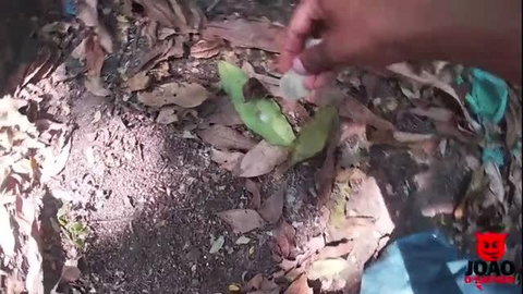 Hand holding white substance over green leaves on forest floor