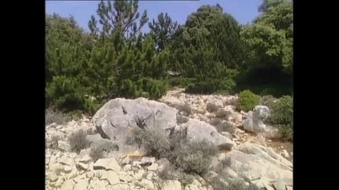 Outdoor rocky landscape with boulders and pine trees under blue sky