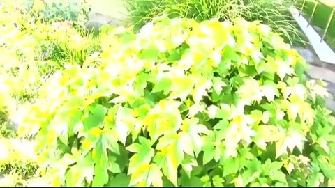 Lush green and yellow foliage shrub in bright garden sunlight