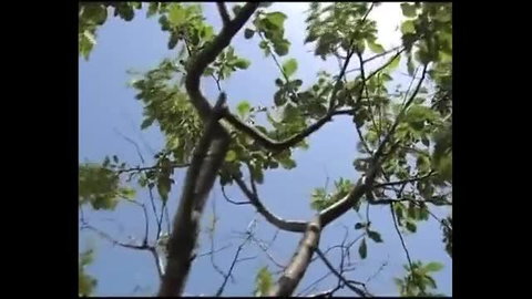 Outdoor tree branches with green leaves against blue sky