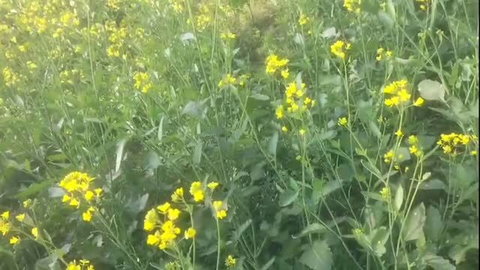 Bhabhi anal sex in yellow flower field, Hindi audio