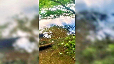 Blurry green forest outdoor scene with overhanging trees and cloudy sky