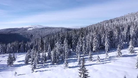 Maria Sudus in snowy winter forest landscape