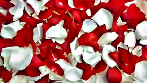 Scattered red and white rose petals evoking romance in Paddington Escorts scene